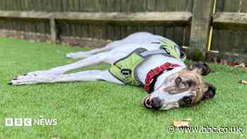 'Britain's loneliest' dog finds his forever home