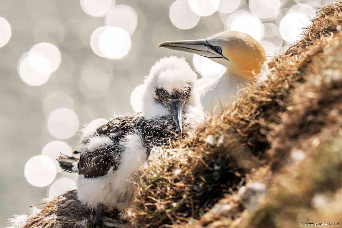 Animal charities welcome NatureScot recommendations to reject guga hunt licence