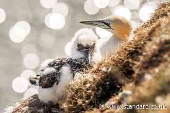 Animal charities welcome NatureScot recommendations to reject guga hunt licence