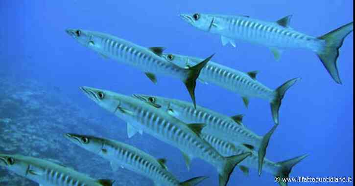 “Ho sentito un grande morso alla mia mano, poi è sparito. Sembrava un film horror, c’era sangue ovunque. Togliete tutti i gioielli in acqua”: 13enne morsa da un barracuda durante le vacanze