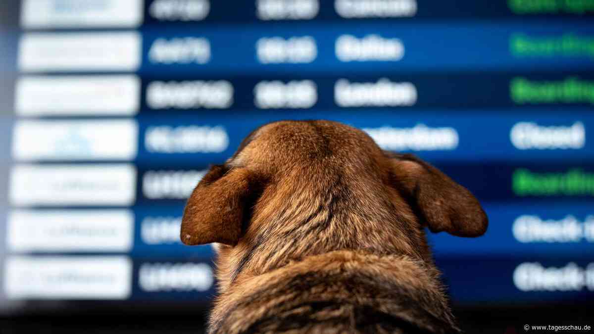 Lufthansa-Tochter ITA erlaubt jetzt große Hunde in der Kabine