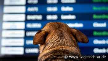 Lufthansa-Tochter ITA erlaubt jetzt große Hunde in der Kabine