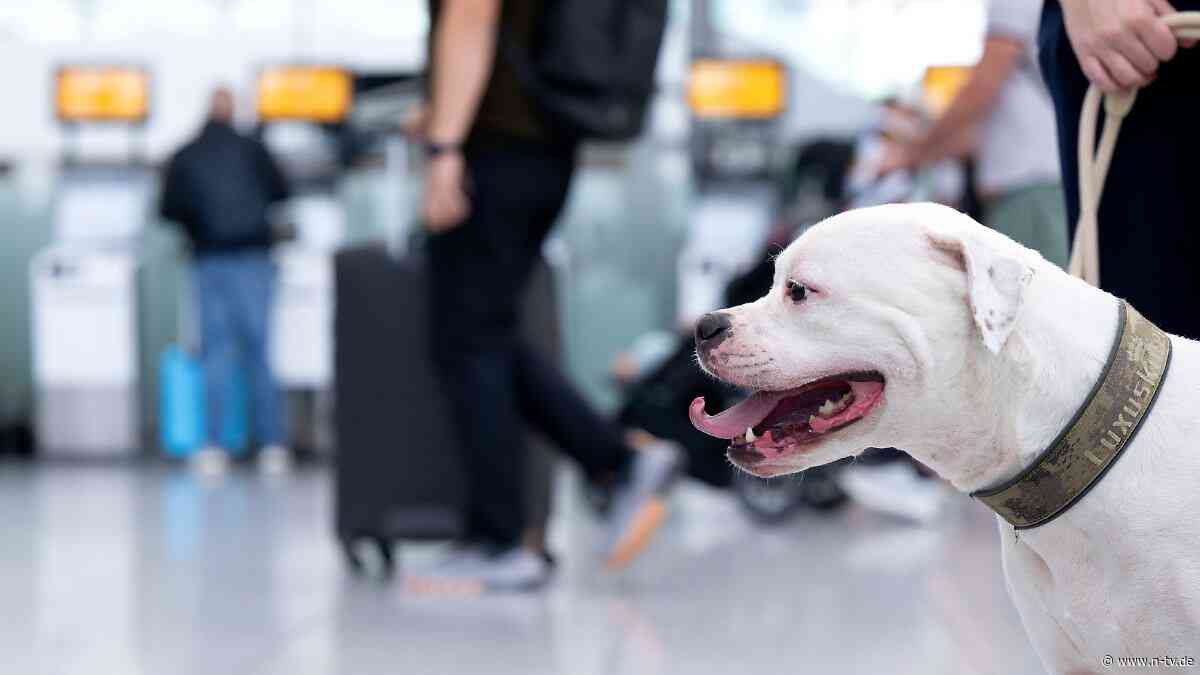 Auf ausgewählten Flügen: Lufthansa-Tochter erlaubt 30-Kilo-Hunde in der Kabine