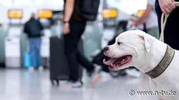 Auf ausgewählten Flügen: Lufthansa-Tochter erlaubt 30-Kilo-Hunde in der Kabine