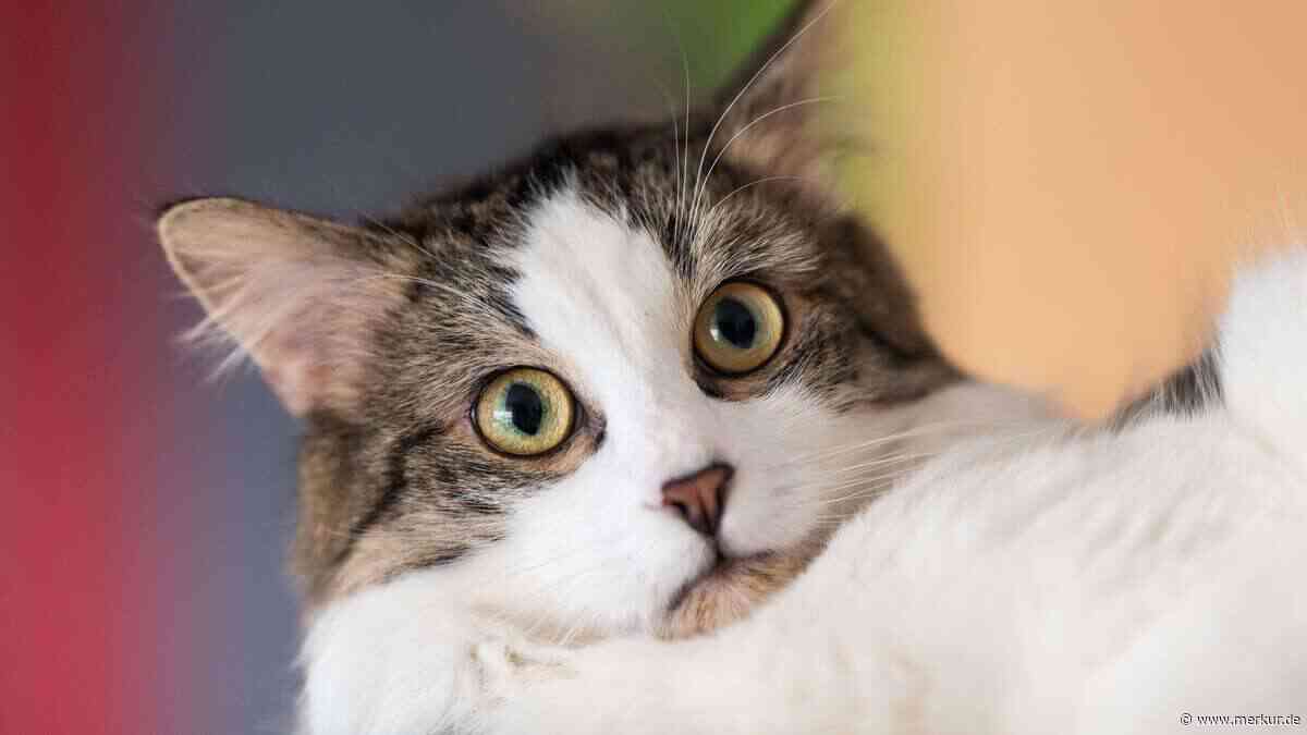Katzen erschrecken sich vor Gurken – warum der TikTok-Trend Tierquälerei ist