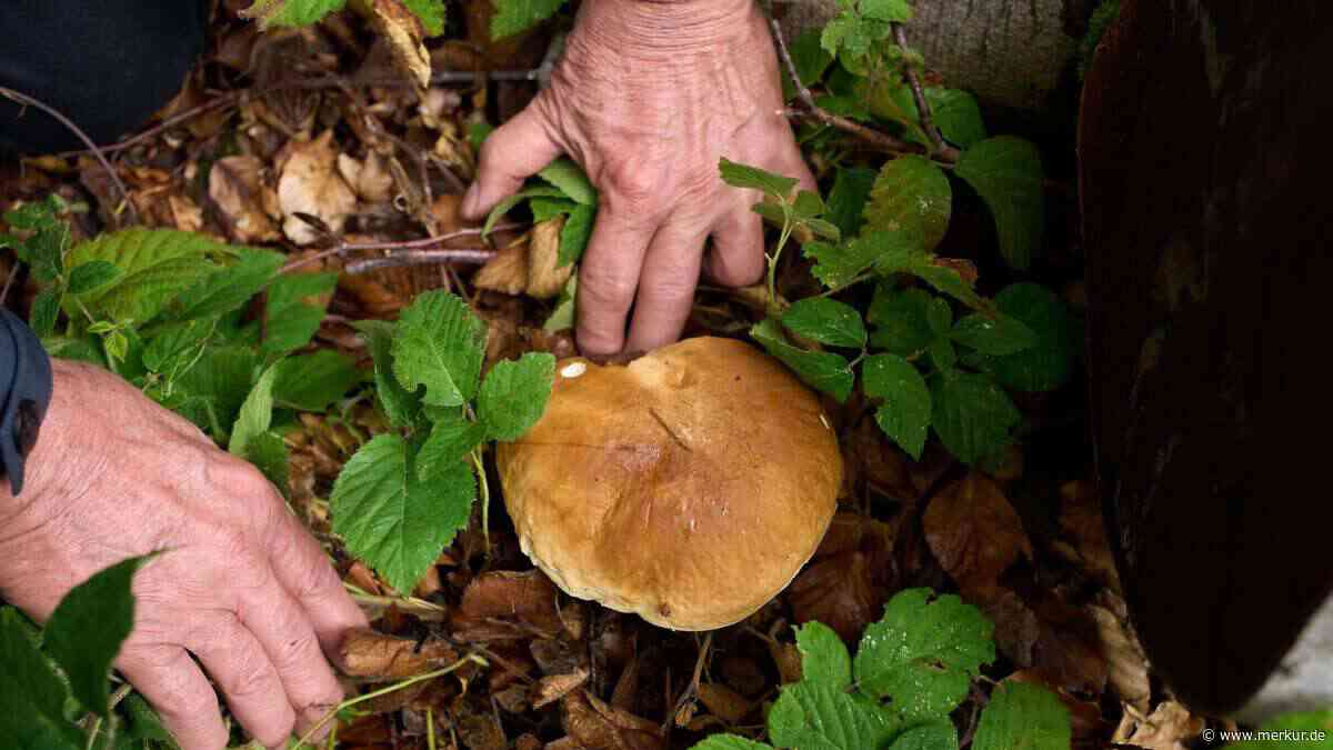 Pilze im Juli sammeln: Diese Sorten kann man schon jetzt im Wald finden