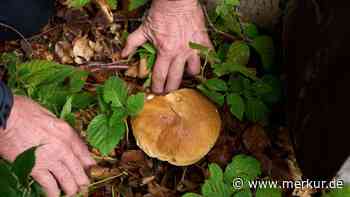 Pilze im Juli sammeln: Diese Sorten kann man schon jetzt im Wald finden