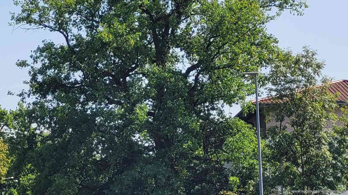 Trotz Widerstand: Alte Eiche in Elchingen wird gefällt