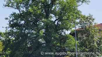 Trotz Widerstand: Alte Eiche in Elchingen wird gefällt