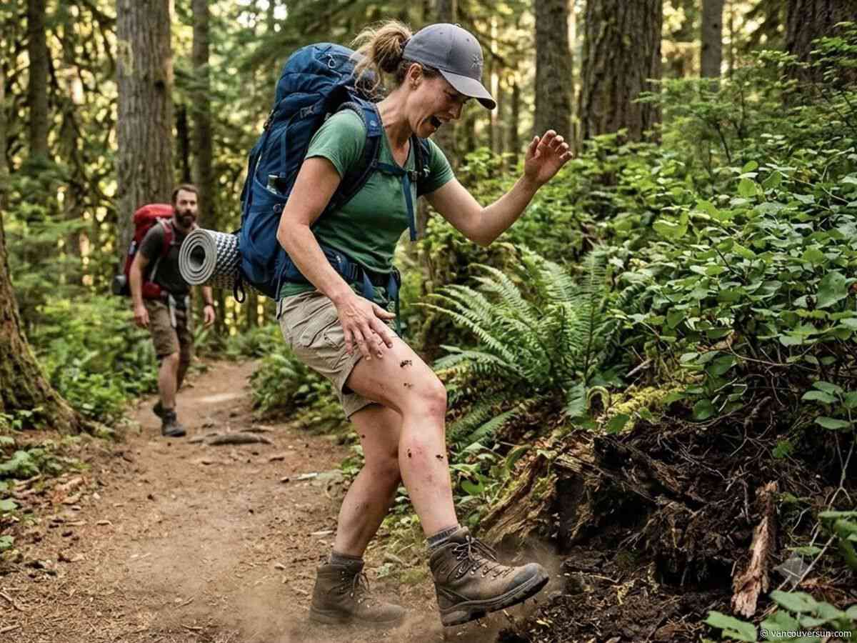 Hikers warned as unusual wasp numbers create trail risk along Sea to Sky corridor