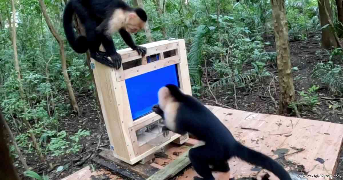 AI isn’t just being forced on us. Even forest monkeys are now a test audience in the name of science