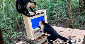 AI isn’t just being forced on us. Even forest monkeys are now a test audience in the name of science