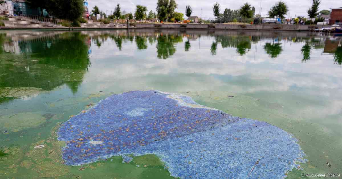 Blauwalg ontwikkelt zich sneller dan normaal door hitte: ‘Bij twijfel: ga niet het water in’