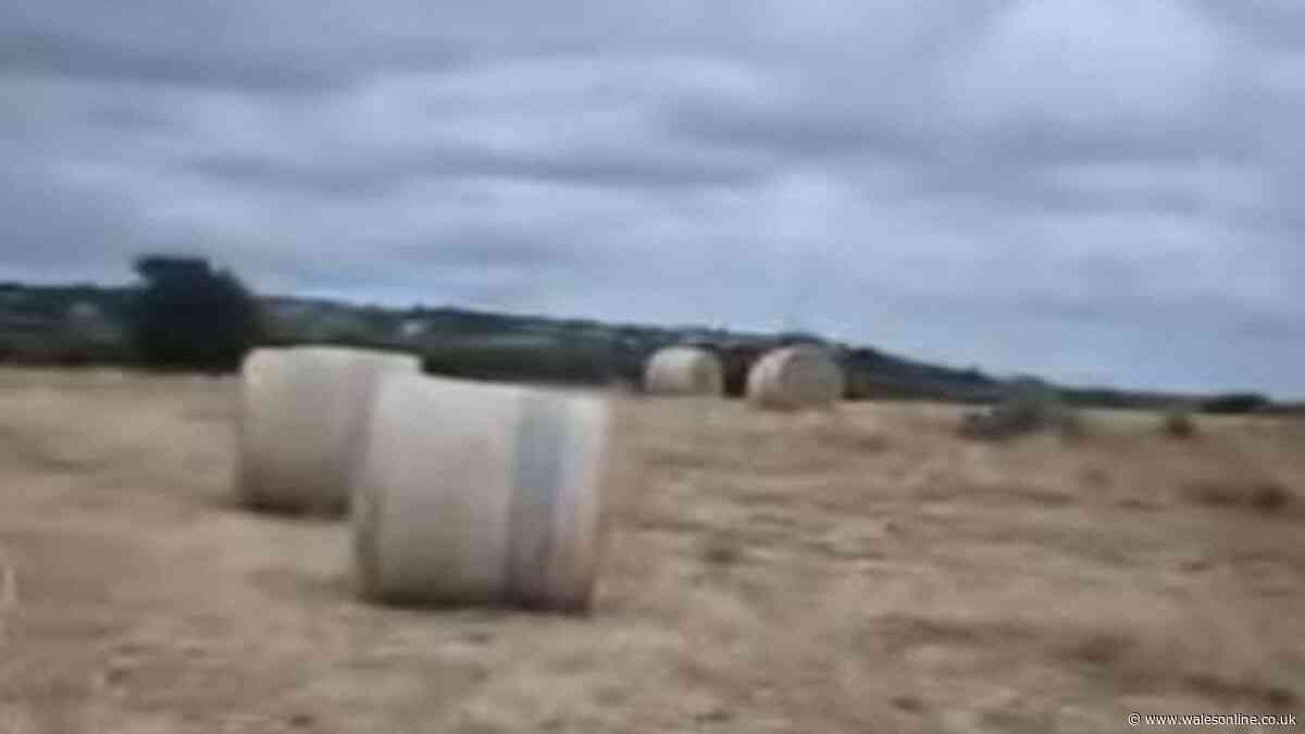 Thieves steal hay bales whilst farmer is away at Royal Welsh Show