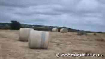 Thieves steal hay bales whilst farmer is away at Royal Welsh Show
