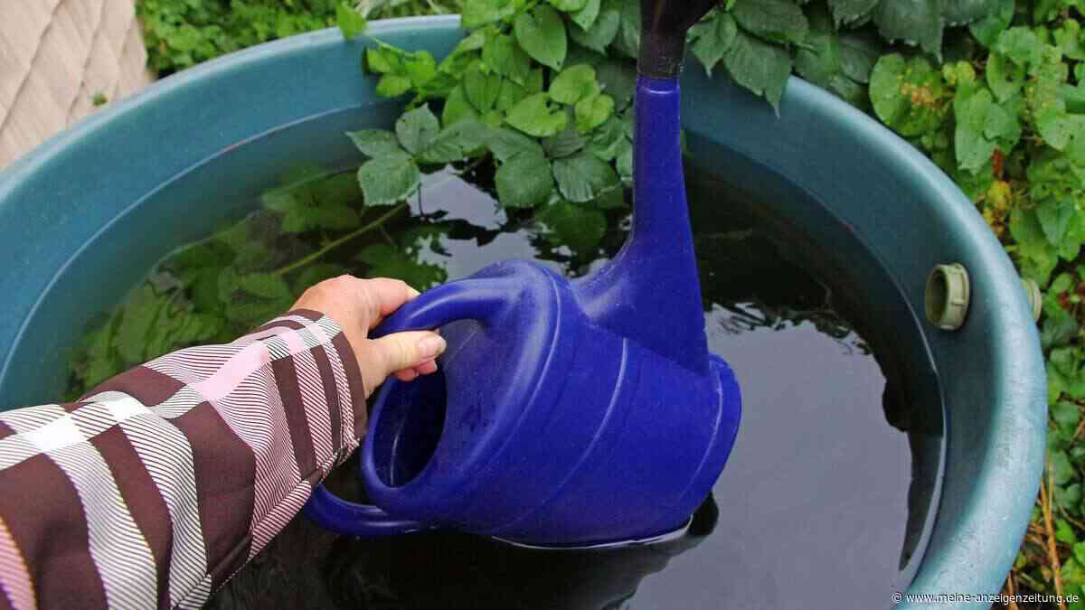 Wasser in Regentonne bleibt sauber wie frisches Quellwasser: Gärtner-Tipps gegen Mücken und Gerüche