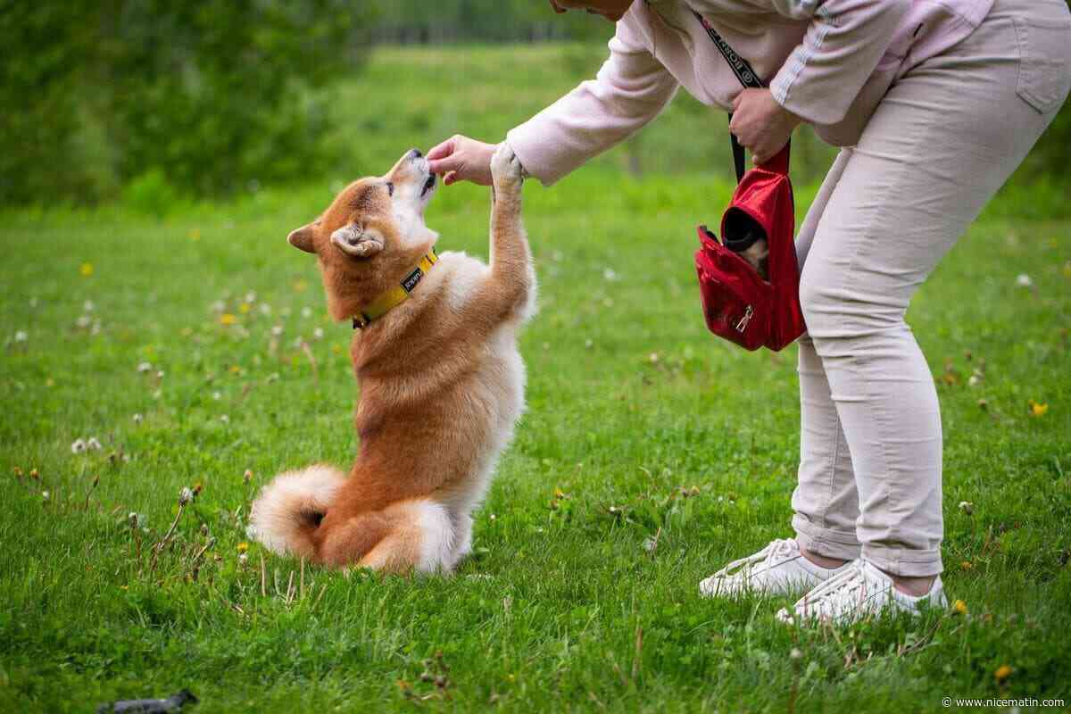 Pourquoi votre chien fait semblant de ne pas vous entendre ?