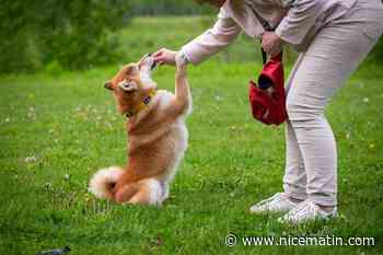 Pourquoi votre chien fait semblant de ne pas vous entendre ?