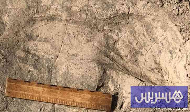 آثار أقدام تزيد عن 1,43 مليون سنة في كينيا