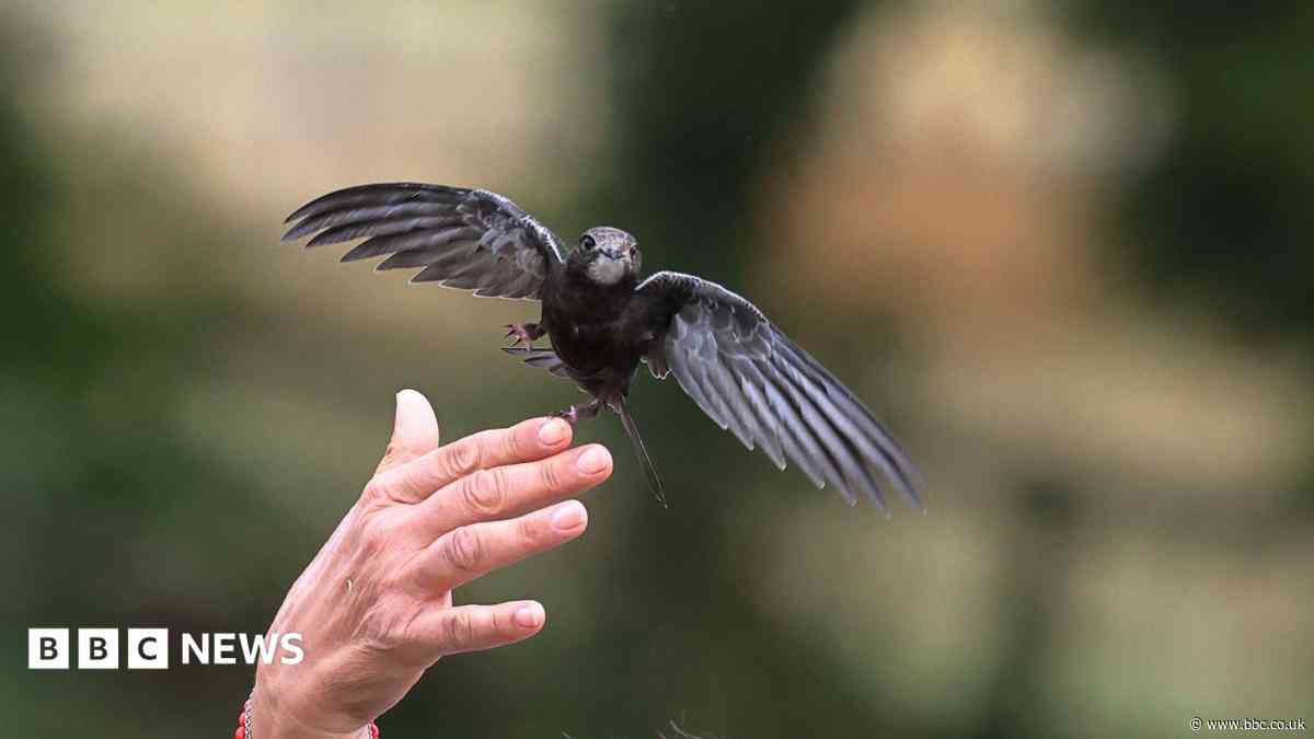 Heatwaves linked to record groundings of young swifts