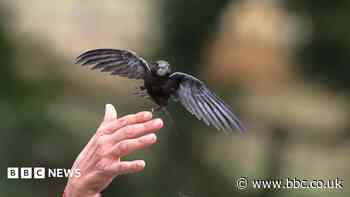 Heatwaves linked to record groundings of young swifts