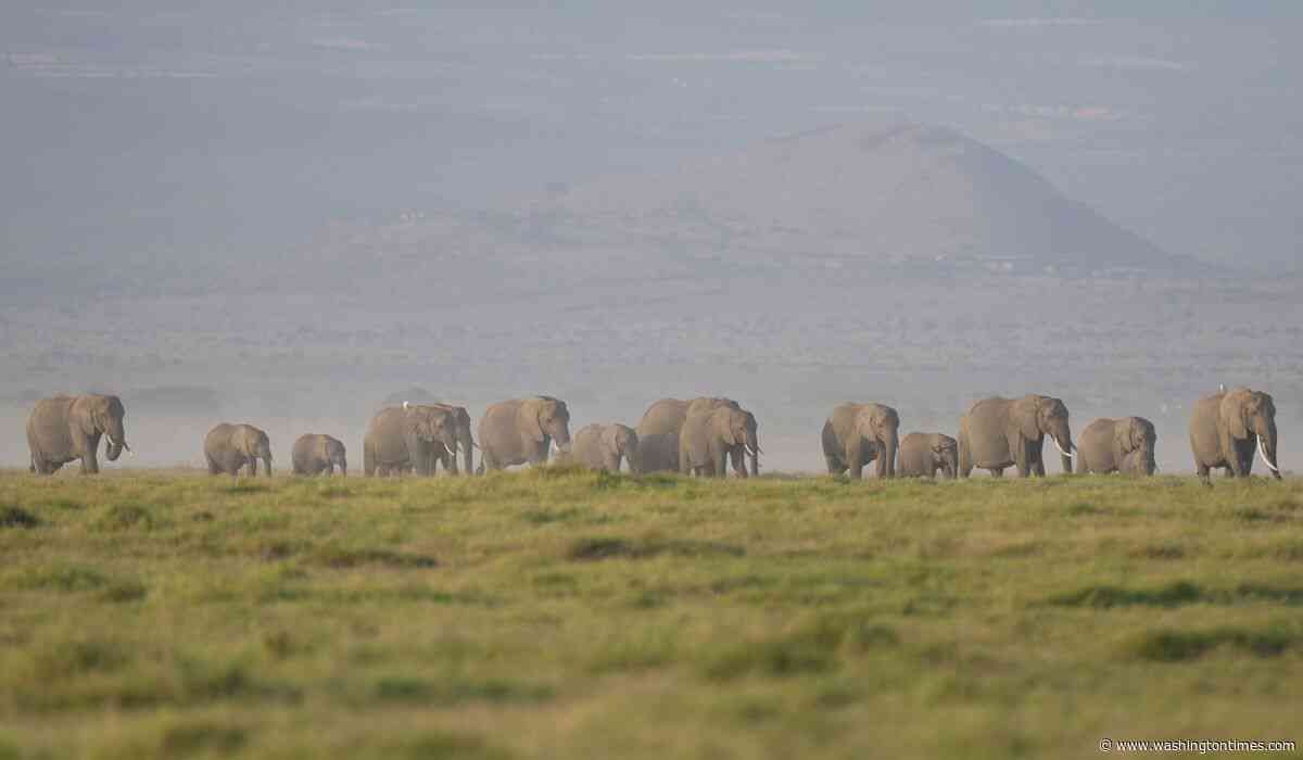 The deaths of 15 elephants in Kenya's Amboseli National Park spark investigation