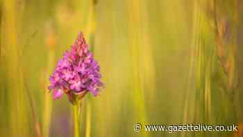 Wild orchids being relocated to nature reserve in 'remarkably delicate conservation operation'