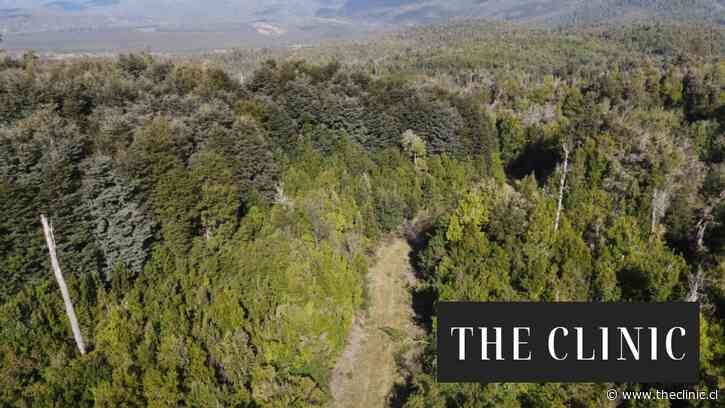 Lluvias e inundaciones en Chile: cómo el bosque nativo ayuda a prevenir erosión y emergencias hídricas