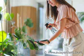 From hydrogen peroxide to ice cubes: Four plant health myths on social media