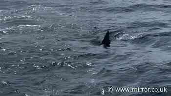 'Great white shark' measuring 13ft sparks fears at Portugal holiday hotspot