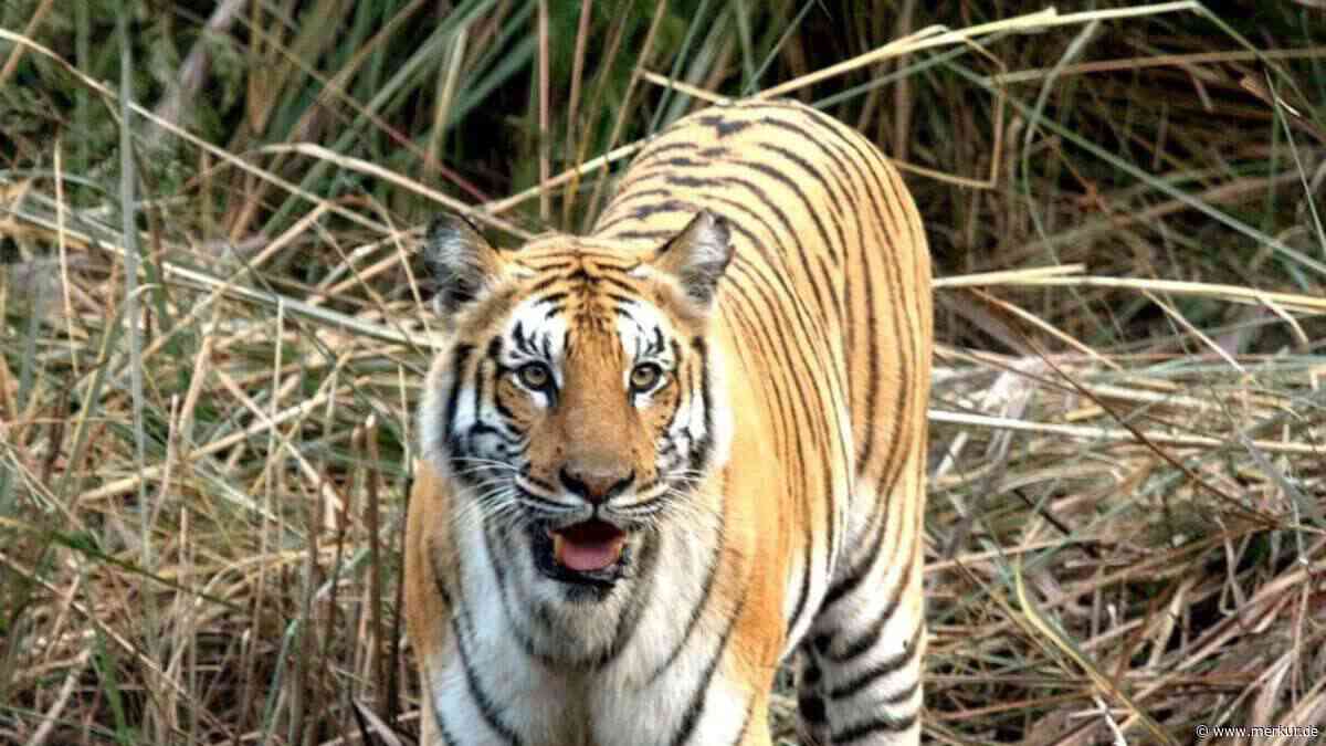 In Nepal haben sich die Tigerbestände in 16 Jahren mehr als verdreifacht