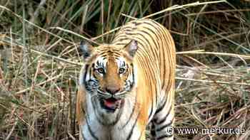 In Nepal haben sich die Tigerbestände in 16 Jahren mehr als verdreifacht
