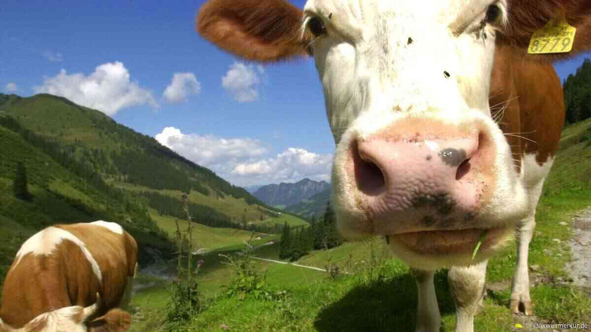 Wildgewordene Kuh verletzt Wanderer schwer: 113.000 Euro Schmerzensgeld