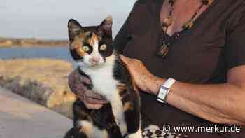 Mit der Katze in den Urlaub – wann es klappt und wann sie lieber zu Hause bleibt