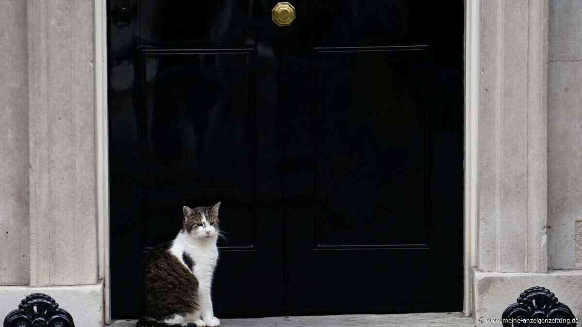 Kater Larry bleibt alleiniger Star: Warum Premier Burnham auf seinen Hund verzichtet