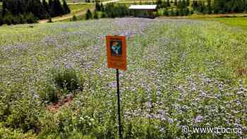 These P.E.I. farmers are growing food — for bees
