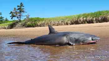 Large great white shark found dead on Nova Scotia beach, cause of death a mystery
