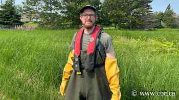 Growth of sea lettuce can cause discoloured water, says biologist