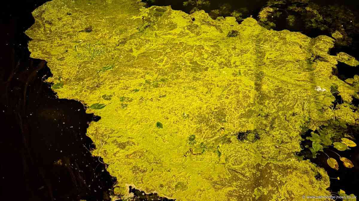 Environment Agency investigates ‘yellow substance’ spotted in Cambridge river