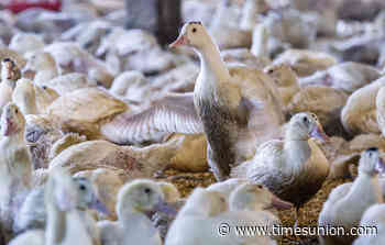 Foie gras producers vow to continue battle against NYC ban