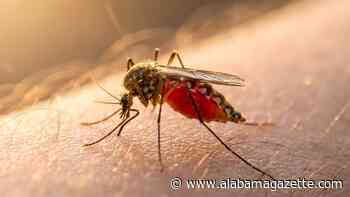 Why do mosquito bites itch? The science and how to stop it