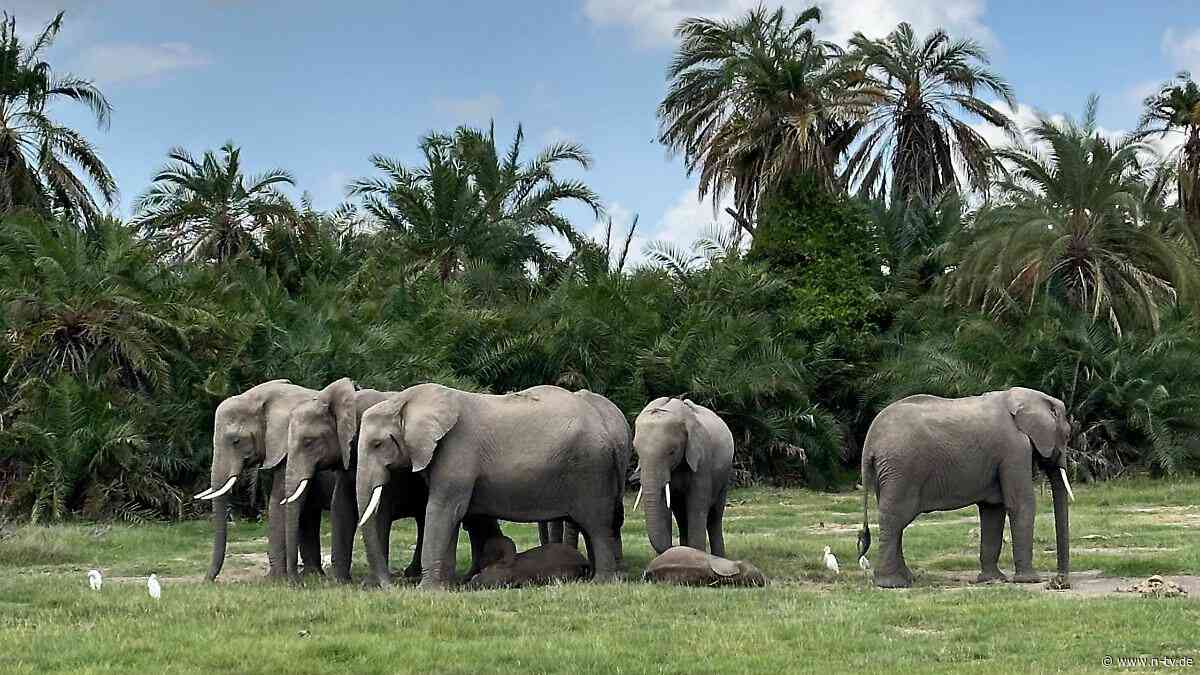 Kenias Behörden suchen Ursache: 15 Elefanten durch Vergiftung in Nationalpark gestorben