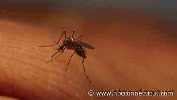 First pool of mosquitoes with West Nile virus found in Stratford