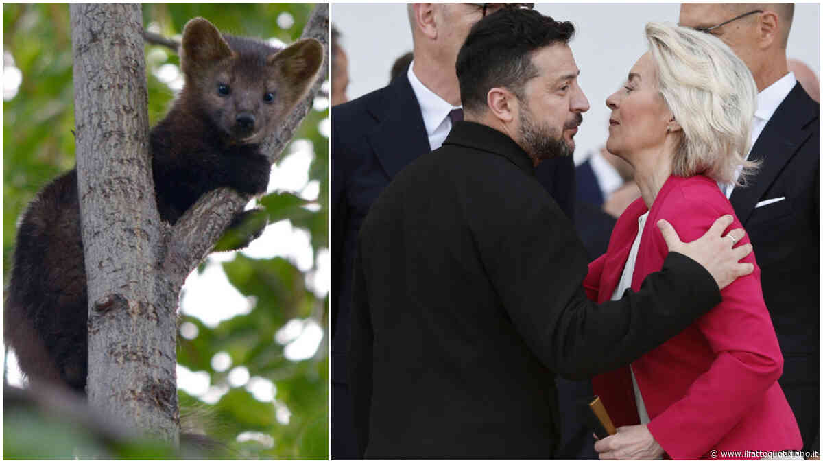 Sanzioni alla Russia? Non sulle pelli di zibellino, la retromarcia surreale della Commissione Ue. L’ong animalista: “Pressione dall’Italia”