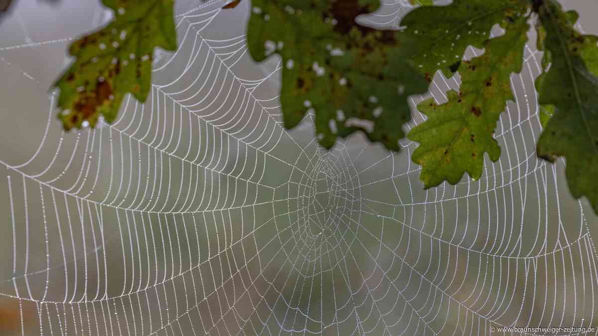 Panische Angst vor Spinnen: Wie ich meine Phobie in sechs Stunden besiegt habe