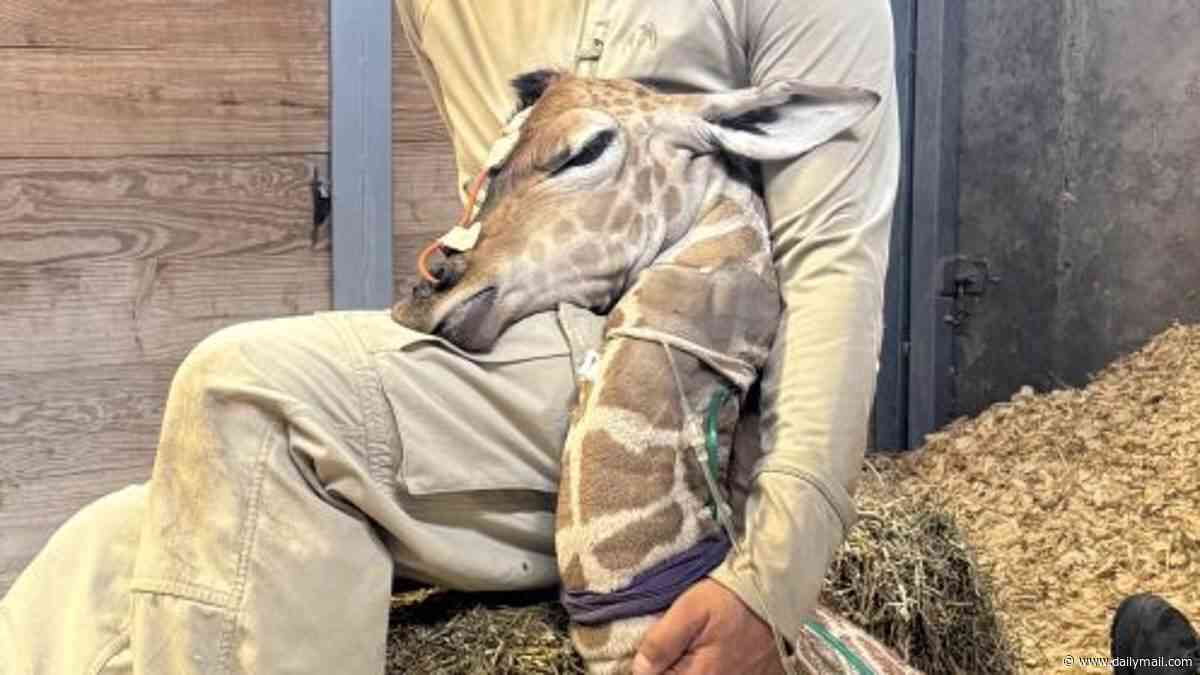 Baby giraffe hailed as medical marvel after 'miracle' birth at US wildlife park