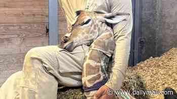 Baby giraffe hailed as medical marvel after 'miracle' birth at US wildlife park