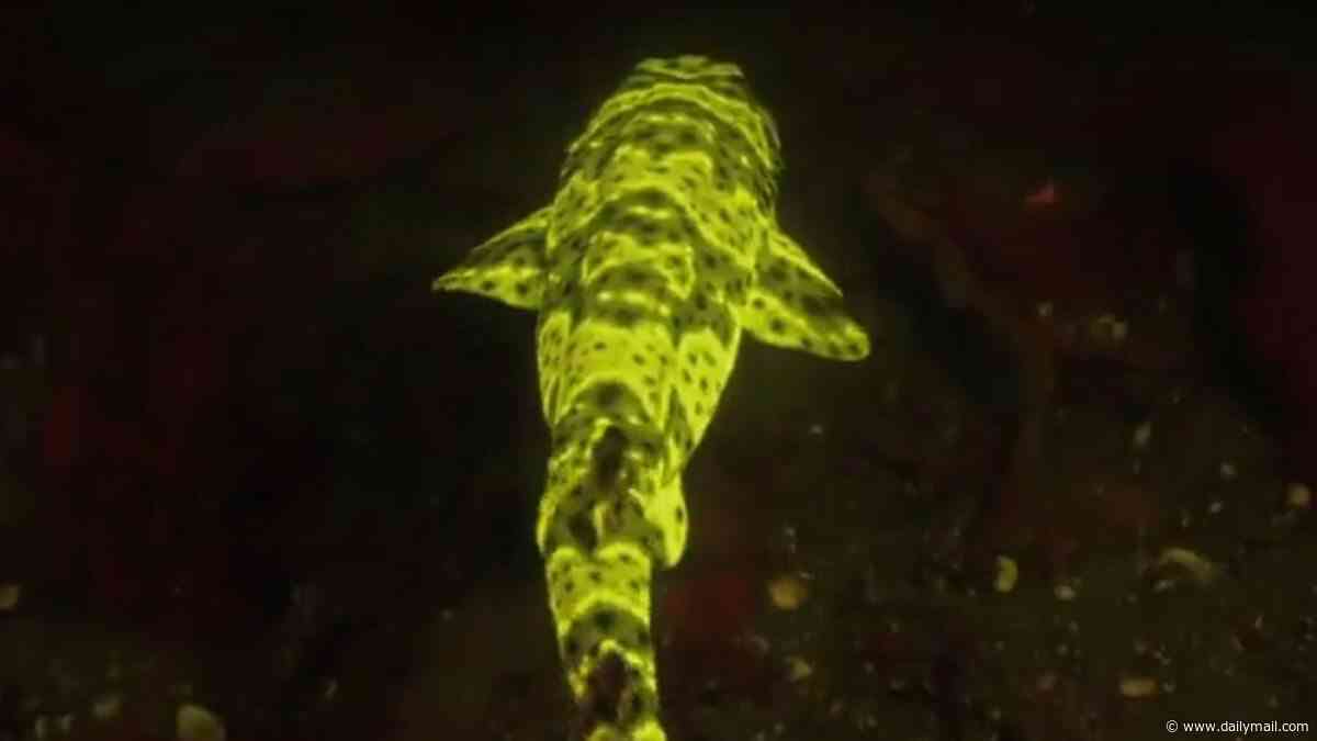 Ocean explorer tracks down terrifying 'alien' sharks that can clone themselves lurking off US shores