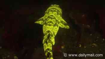 Ocean explorer tracks down terrifying 'alien' sharks that can clone themselves lurking off US shores