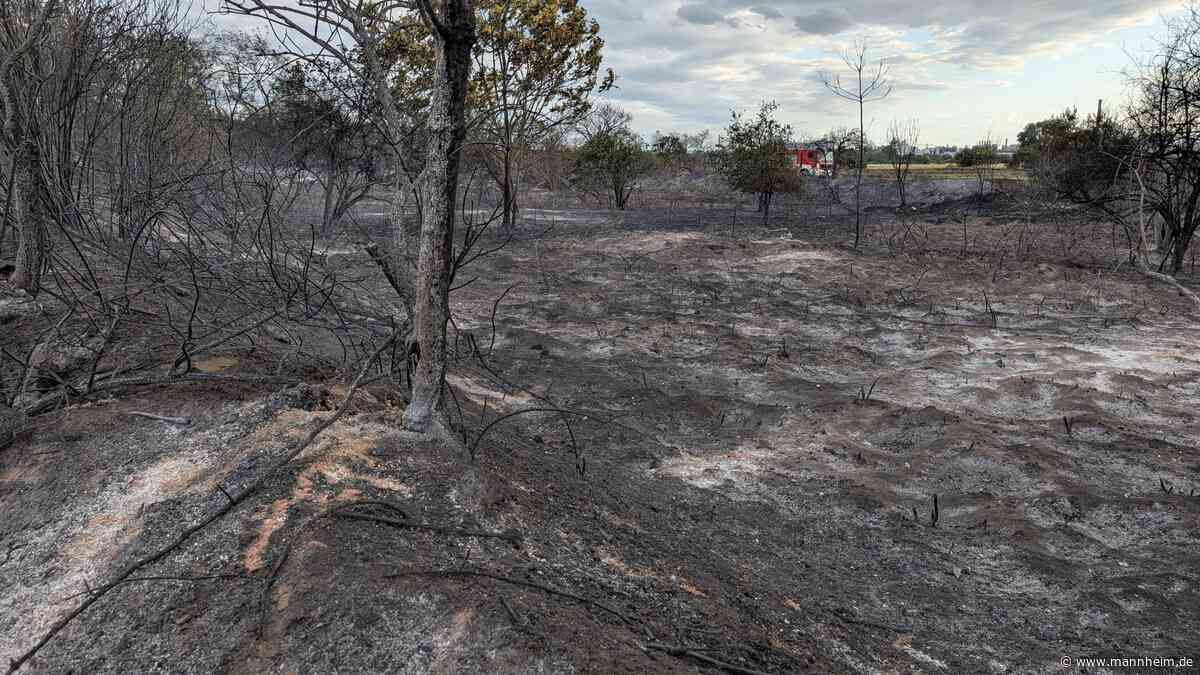 Abschlussmeldung: Brand auf Friesenheimer Insel